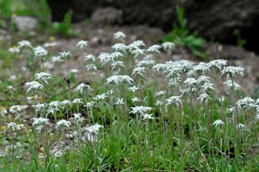 Leontopodium alpinum