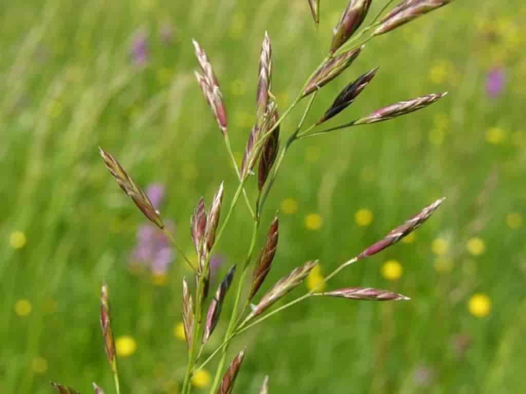 Festuca pratensis