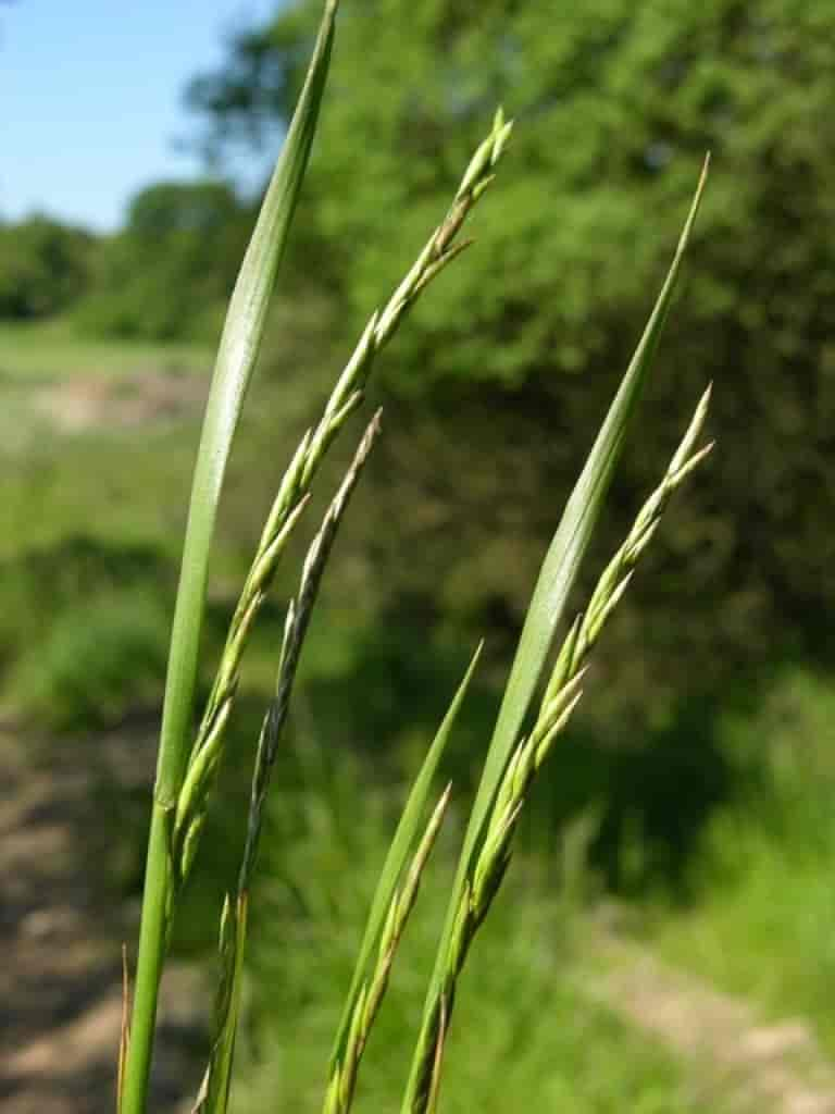 Festuca pratensis