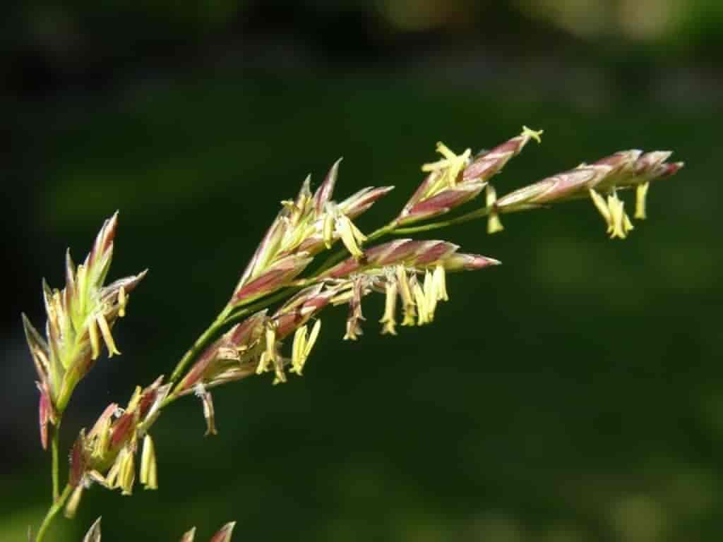 Festuca pratensis