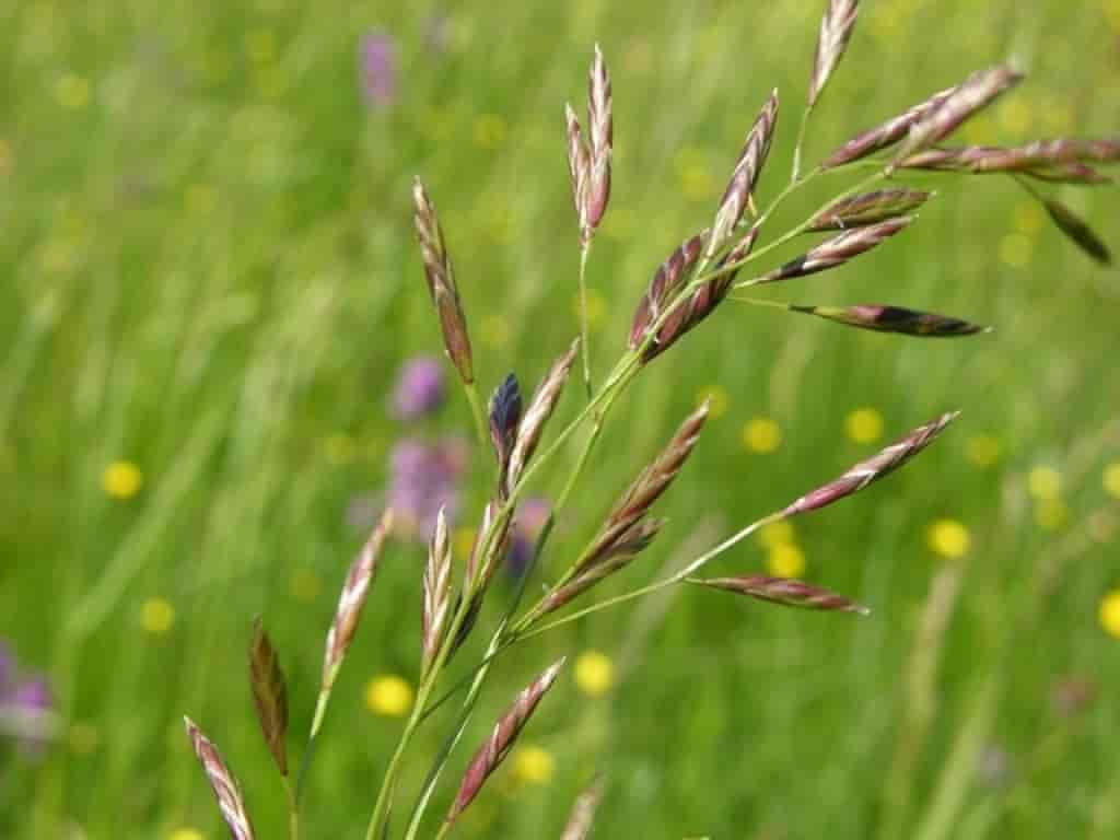 Festuca pratensis