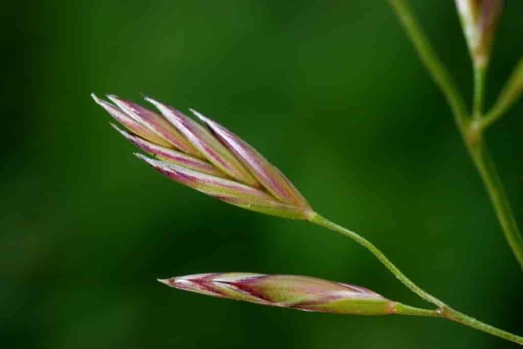 Festuca pratensis