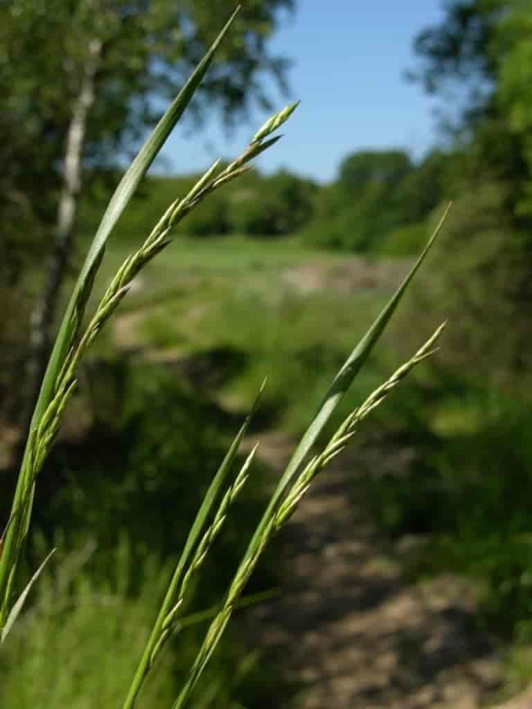 Festuca pratensis