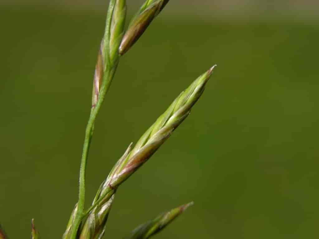 Festuca pratensis