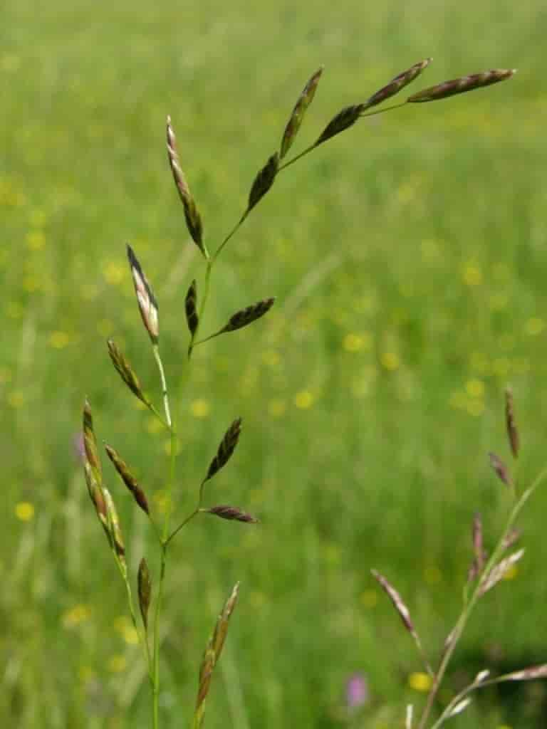 Festuca pratensis