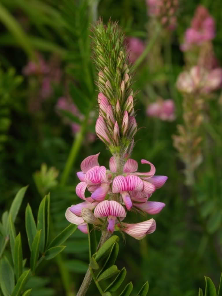 Onobrychis viciifolia