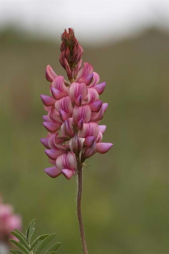 Onobrychis viciifolia