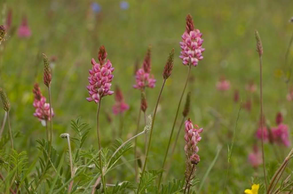 Onobrychis viciifolia