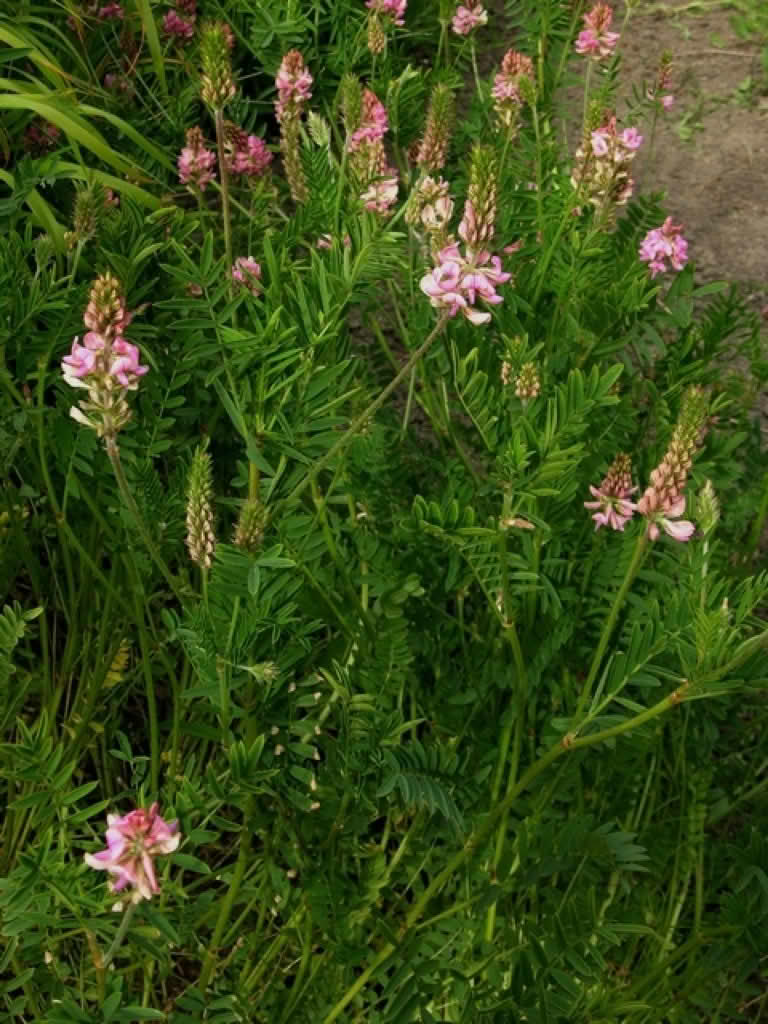 Onobrychis viciifolia