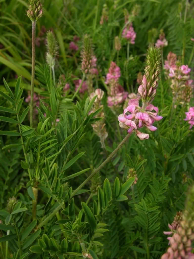 Onobrychis viciifolia