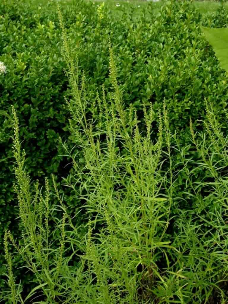 Artemisia dracunculus