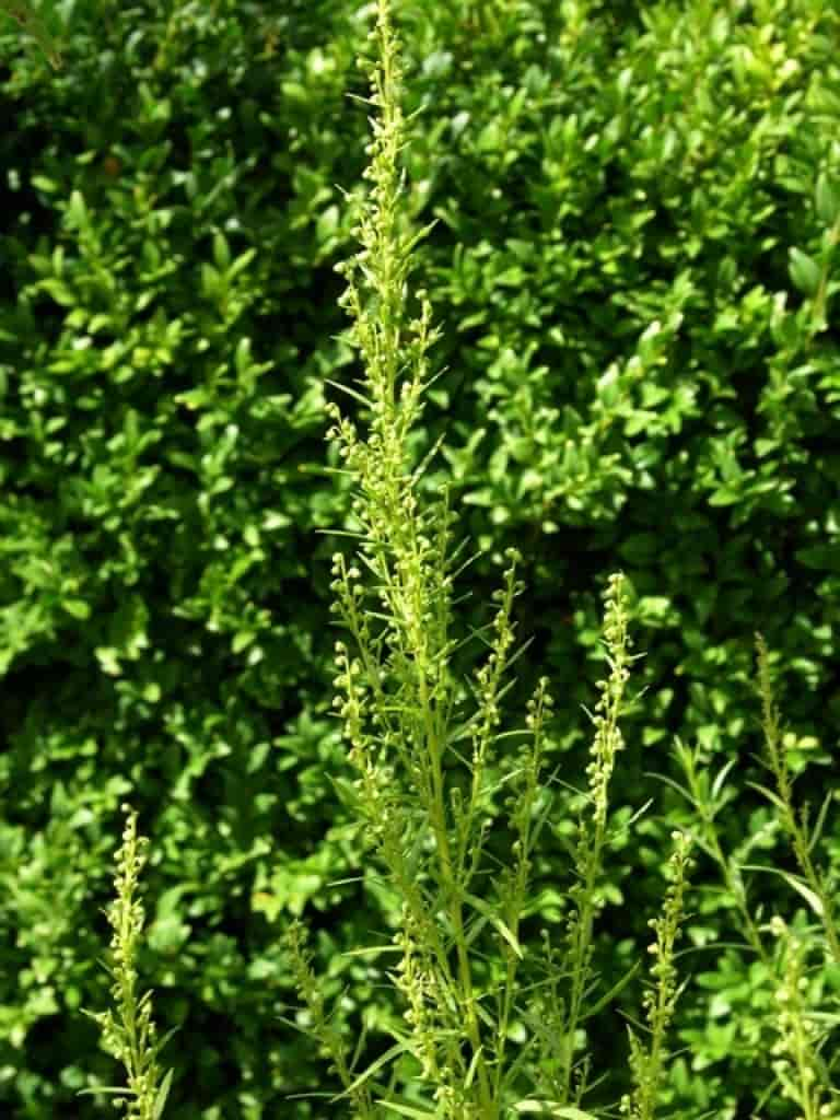 Artemisia dracunculus