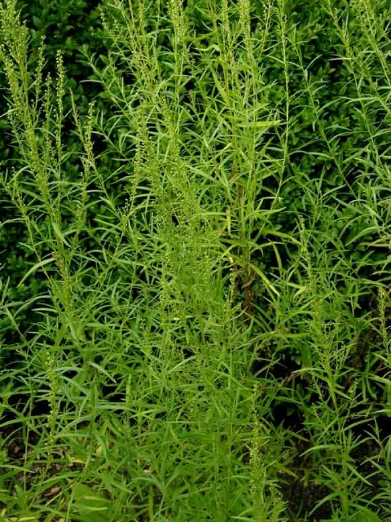 Artemisia dracunculus