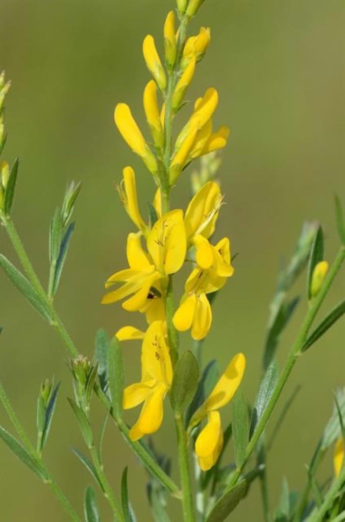 Genista tinctoria
