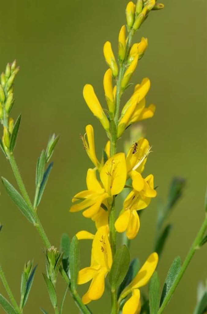 Genista tinctoria