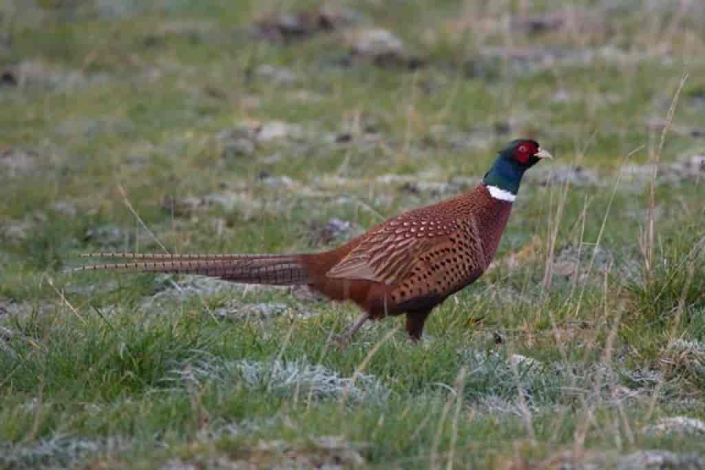 Phasianus colchicus