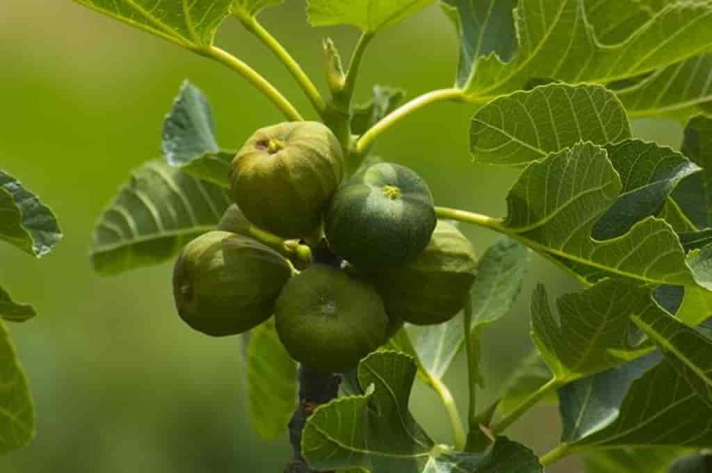 Ficus carica