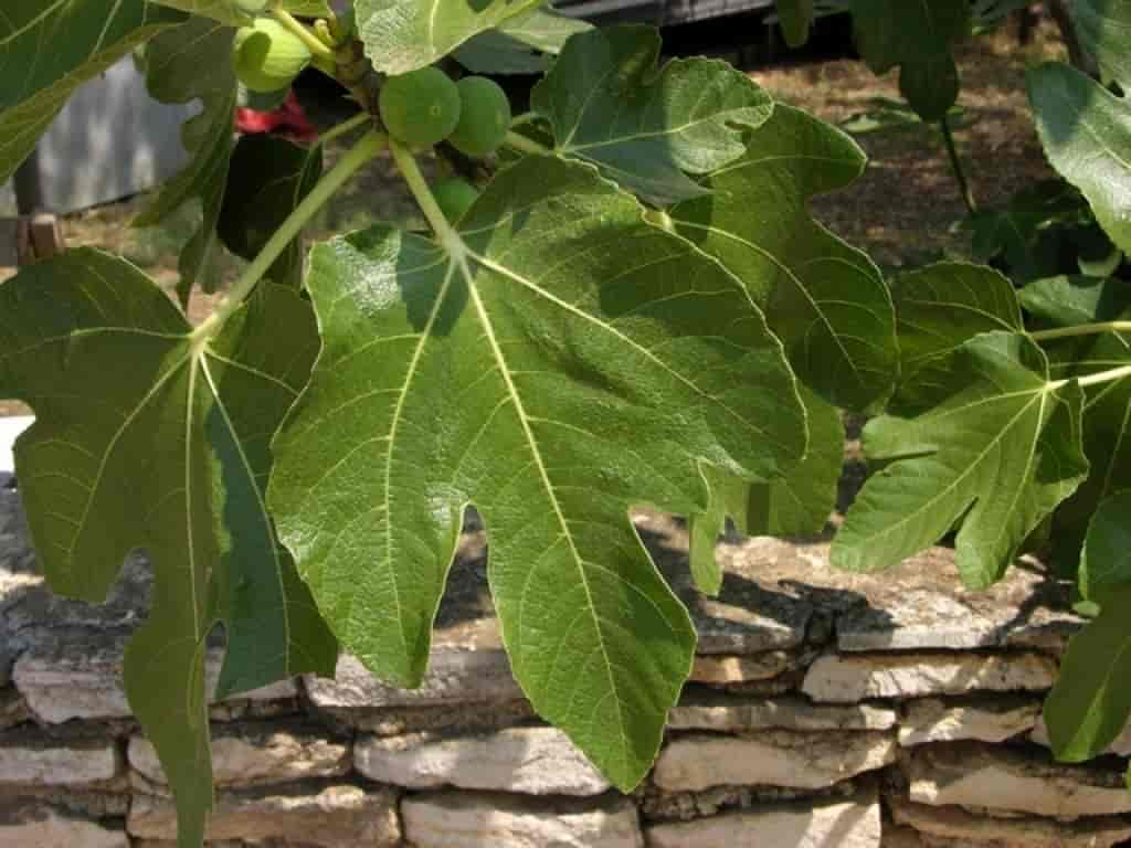 Ficus carica