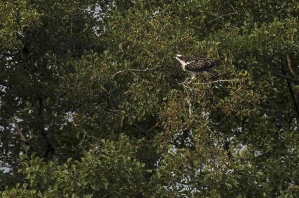 Pandion haliaetus