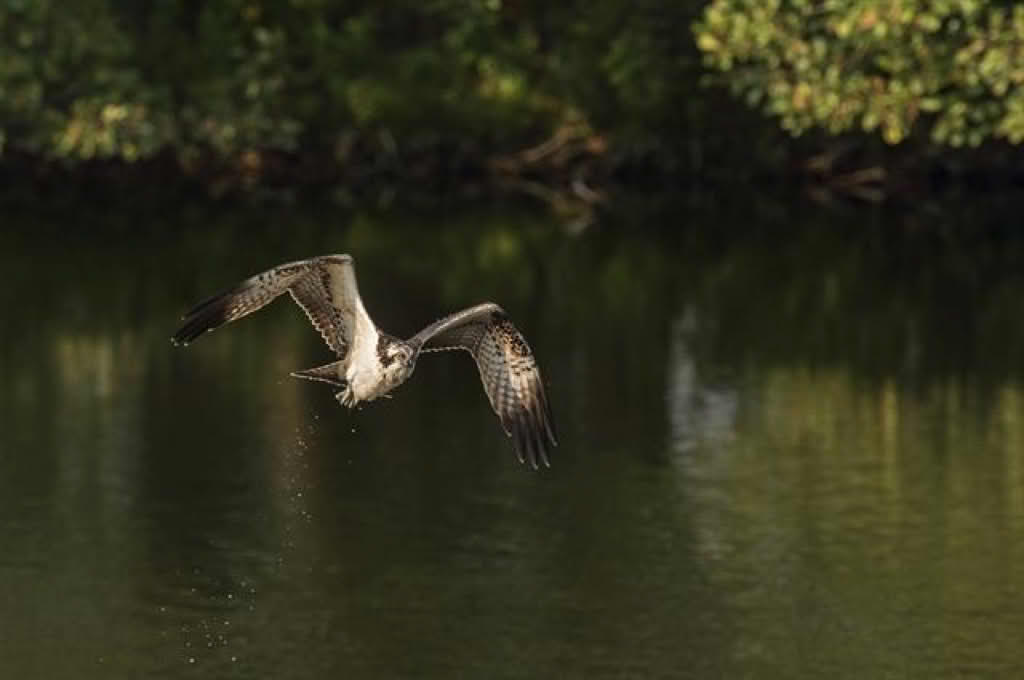 Pandion haliaetus