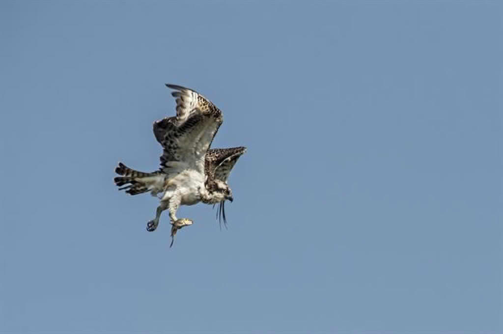 Pandion haliaetus