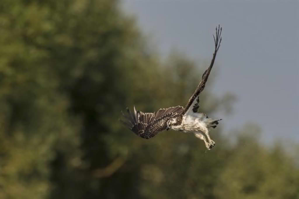 Pandion haliaetus