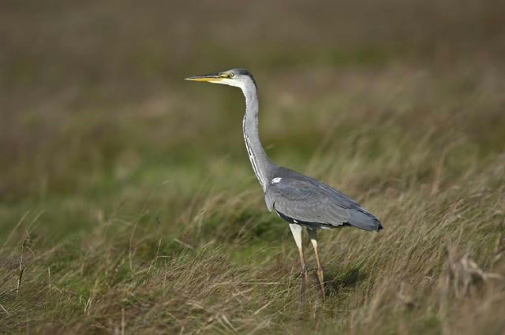 Ardea cinerea