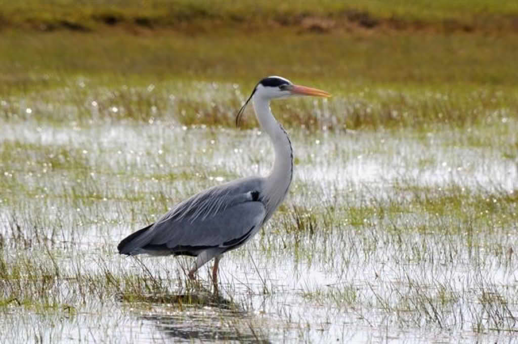 Ardea cinerea