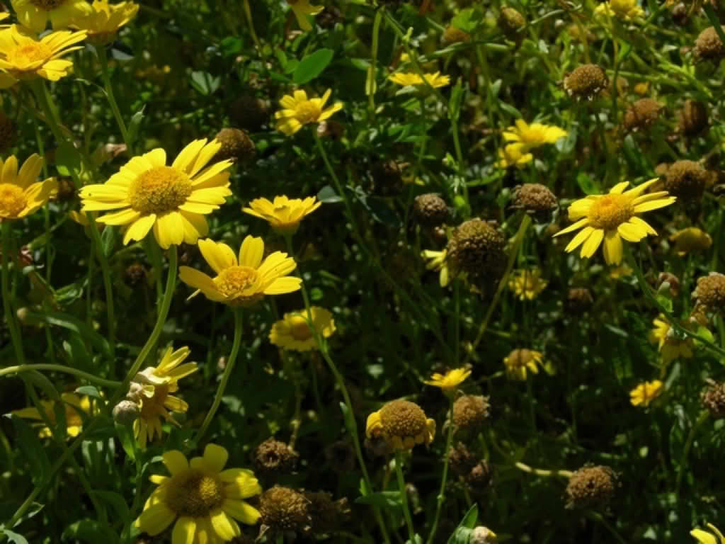 Chrysanthemum segetum