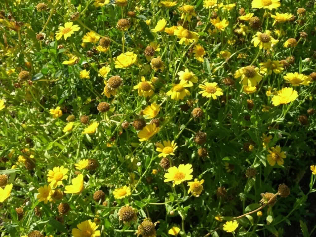 Chrysanthemum segetum