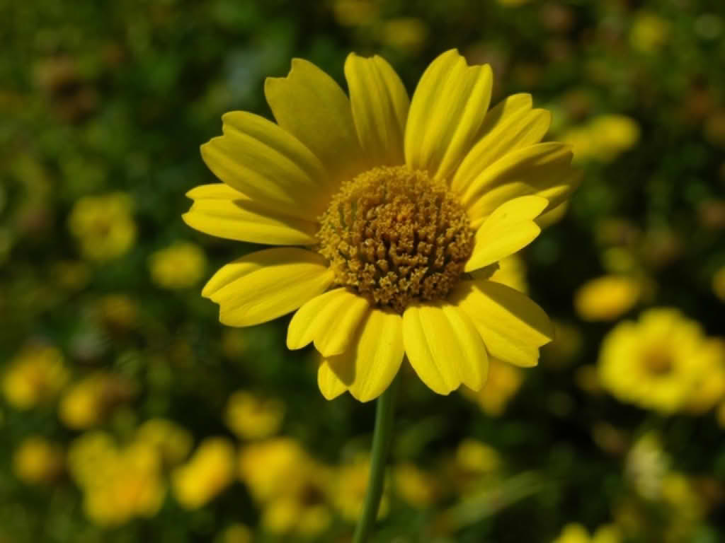Chrysanthemum segetum