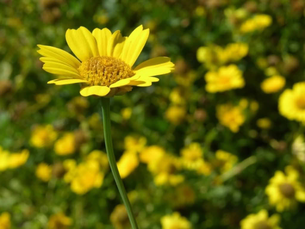 Chrysanthemum segetum