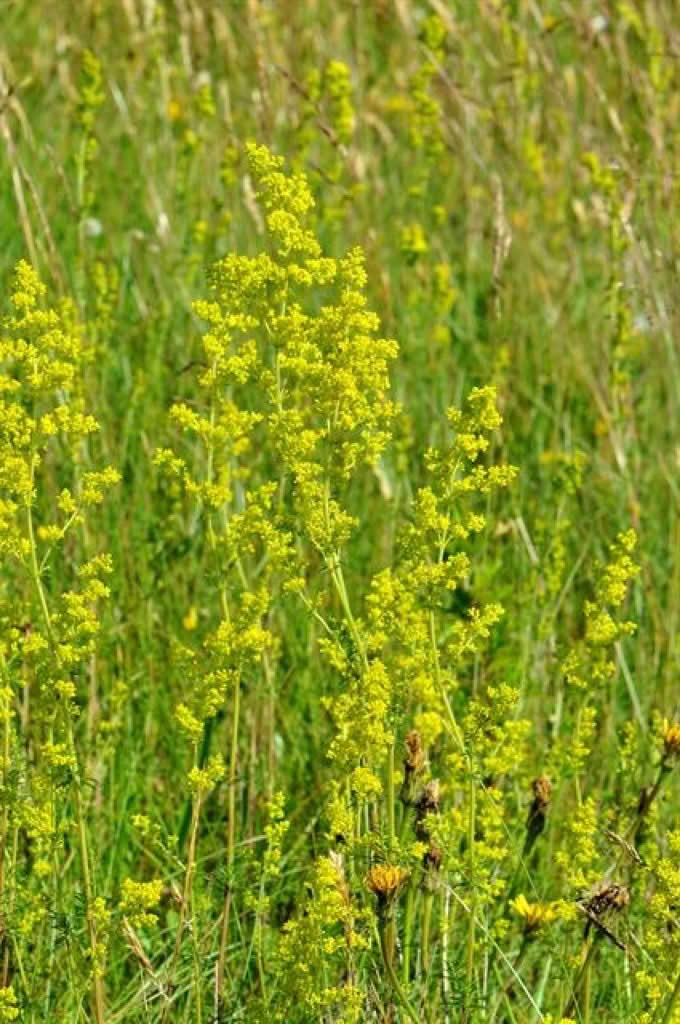 Galium verum