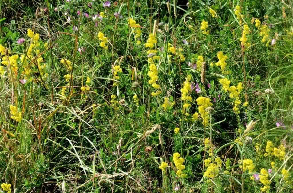 Galium verum