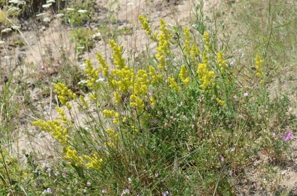 Galium verum