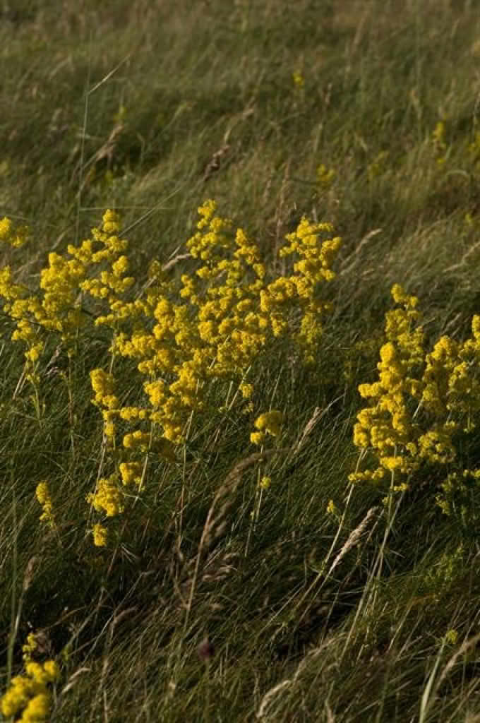 Galium verum