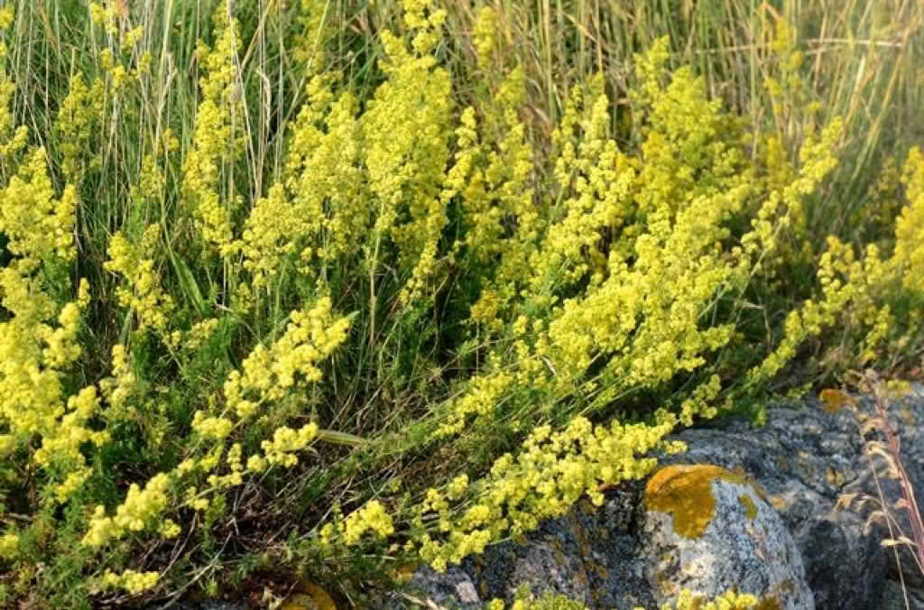 Galium verum