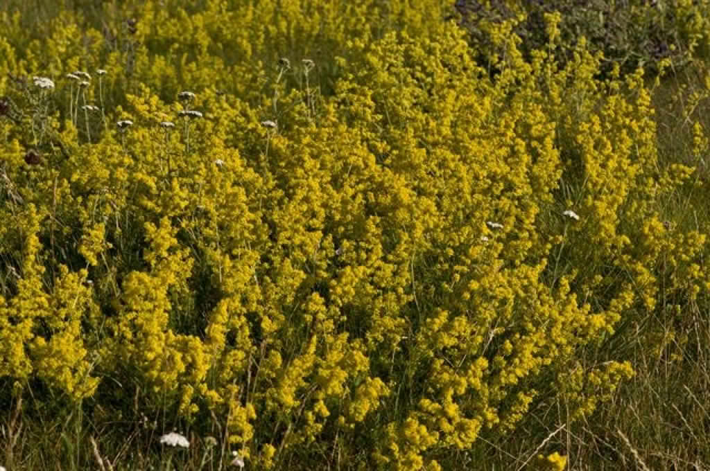 Galium verum