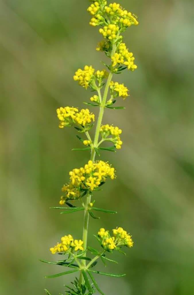 Galium verum