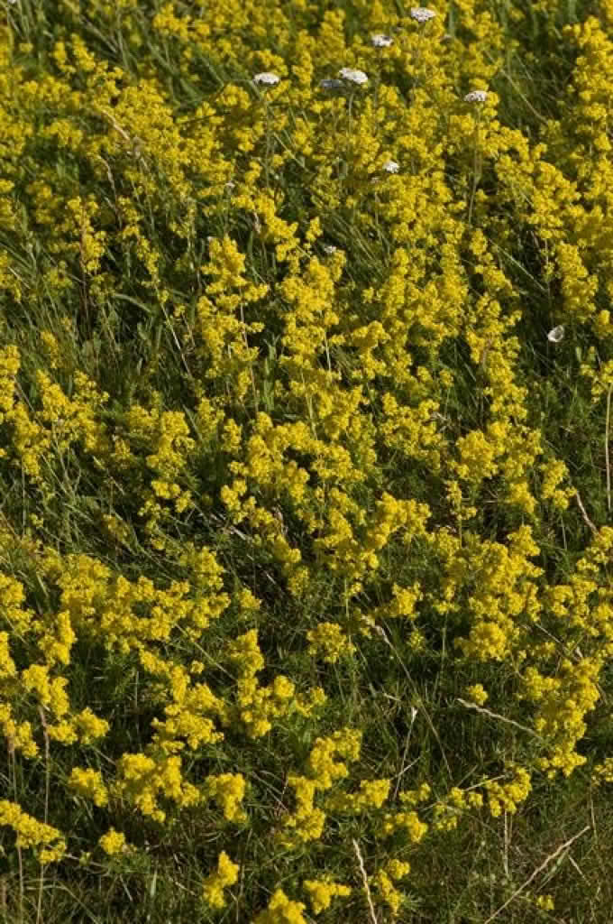 Galium verum
