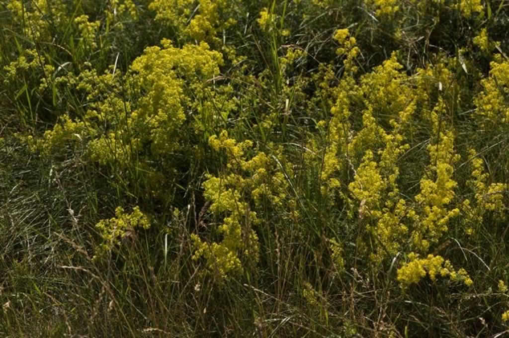 Galium verum
