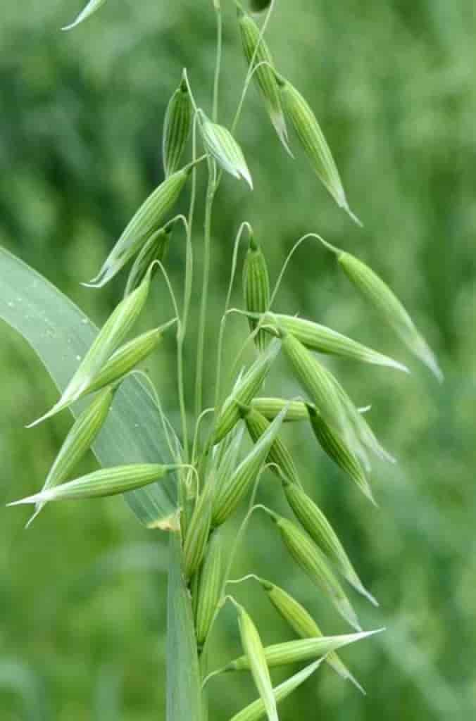 Avena sativa