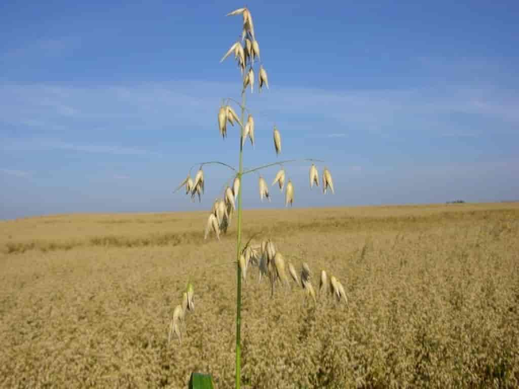 Avena sativa