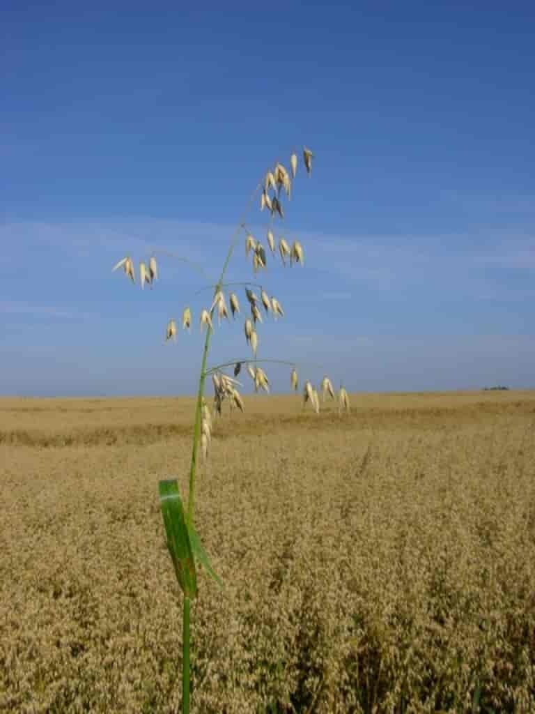 Avena sativa