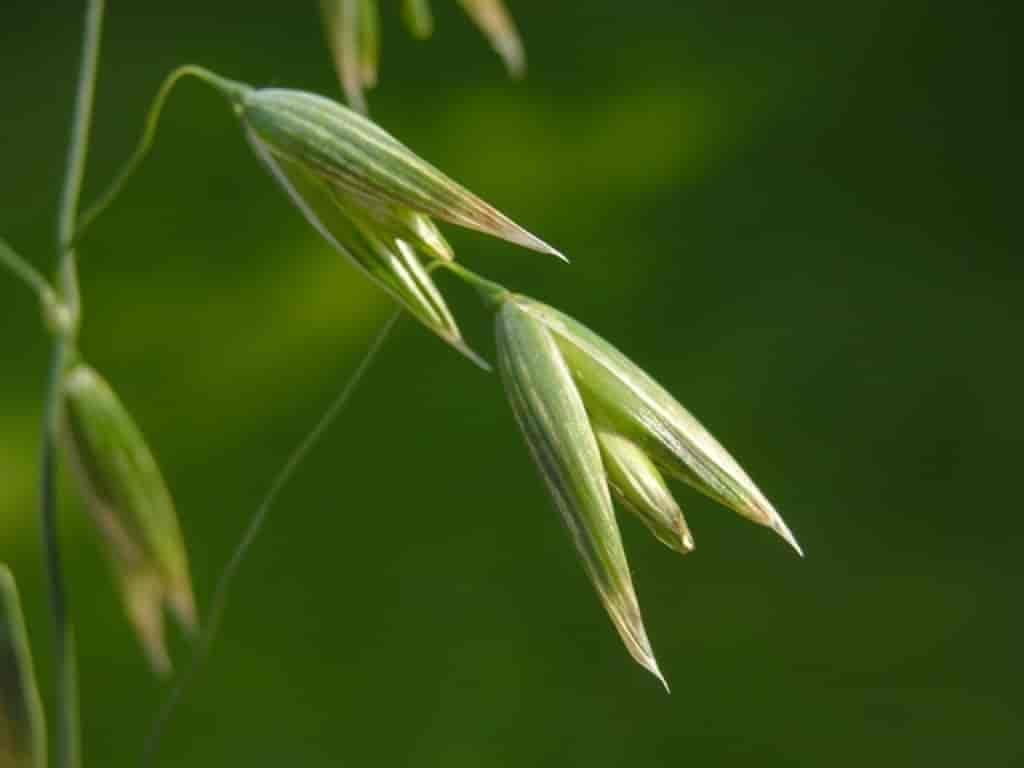 Avena sativa