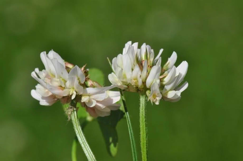 Trifolium repens
