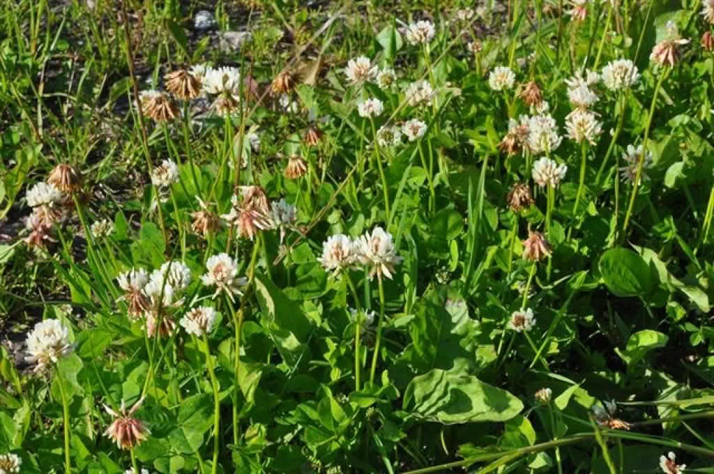 Trifolium repens