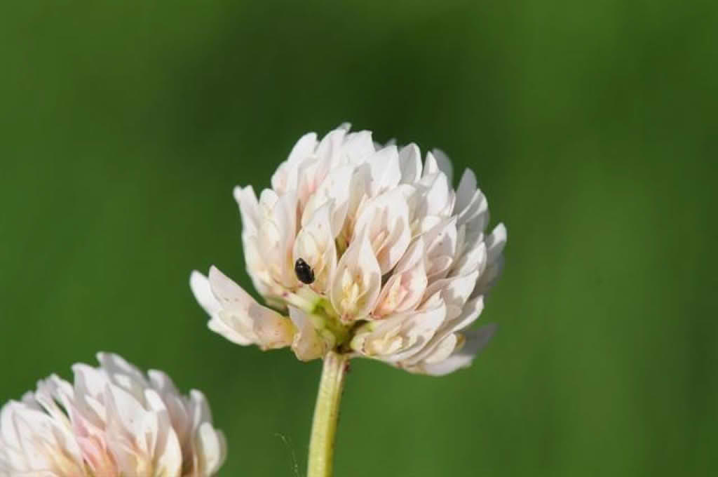 Trifolium repens