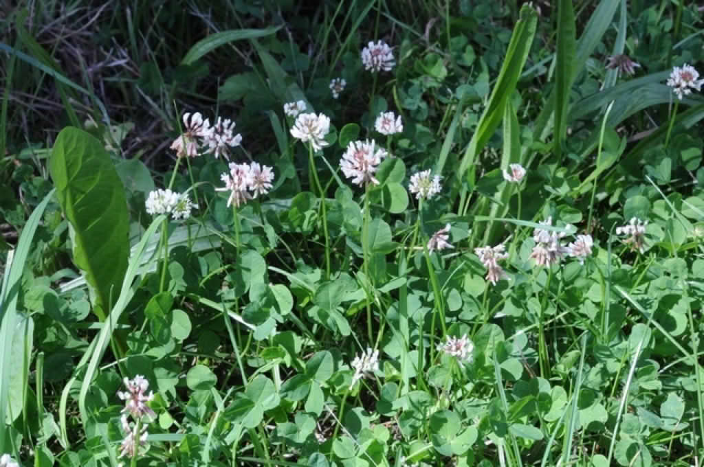 Trifolium repens