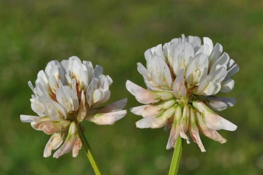 Trifolium repens